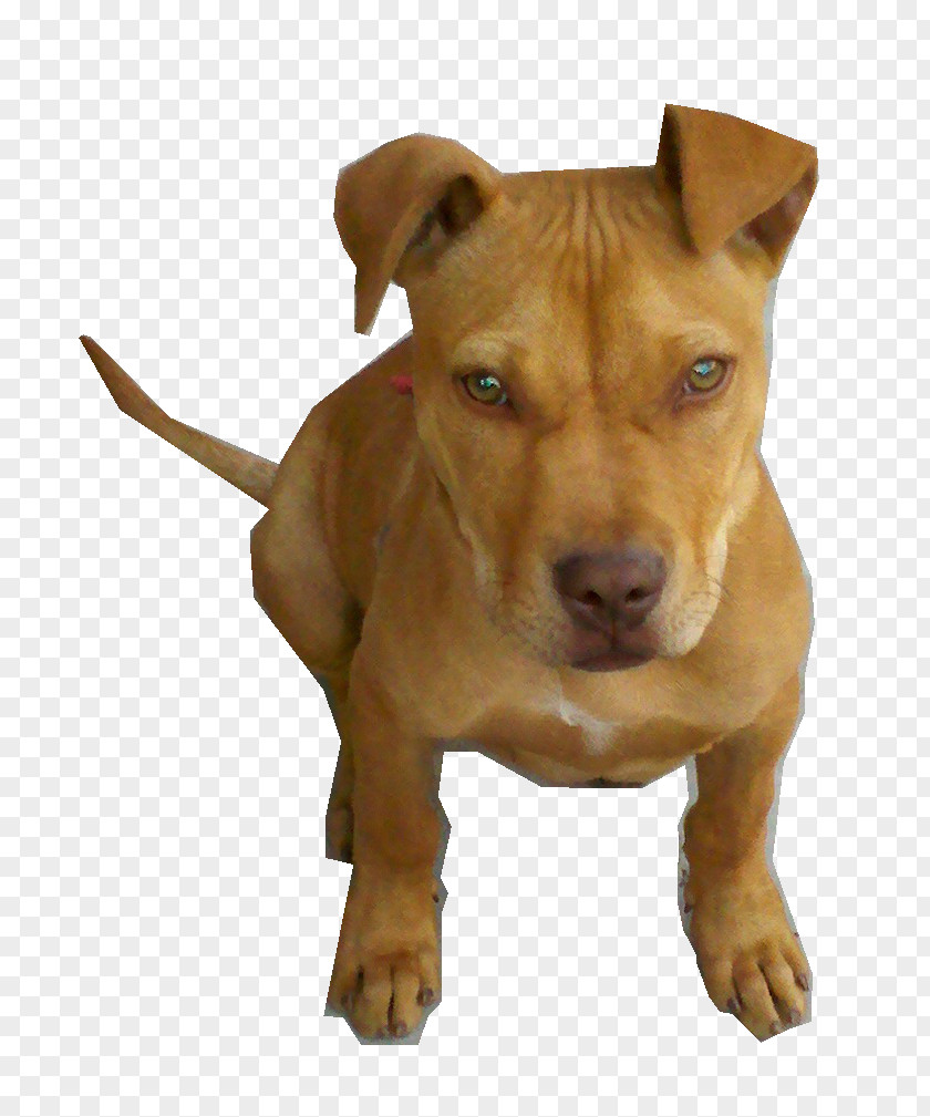 Pitbull American Pit Bull Terrier Staffordshire Bully PNG