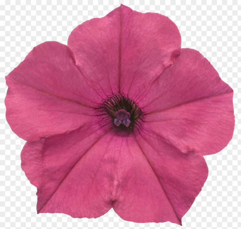 Plants Petunia Clip Art Fuchsia Image PNG