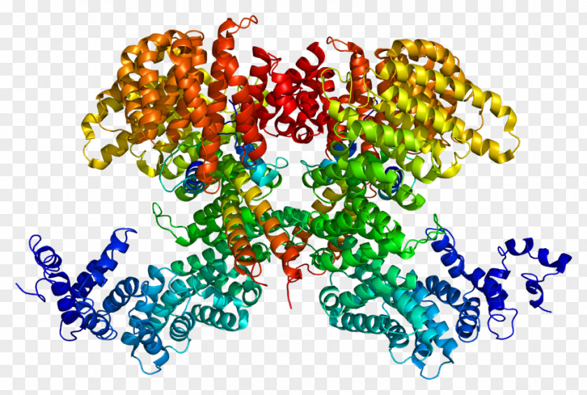 Sterol Regulatory Element-binding Protein 2 Leucine Zipper PNG