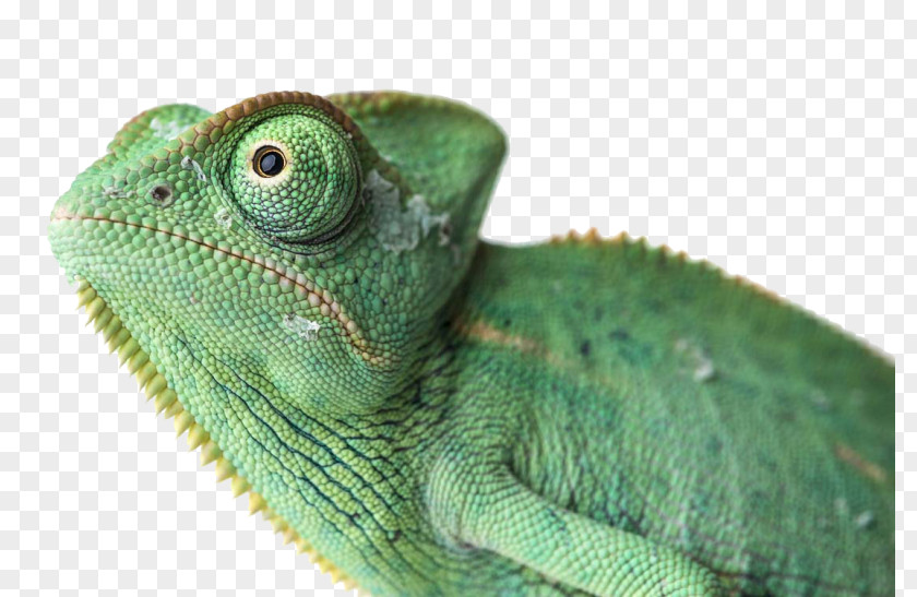 Common Iguanas Chameleons Agamas Anoles Reptile PNG