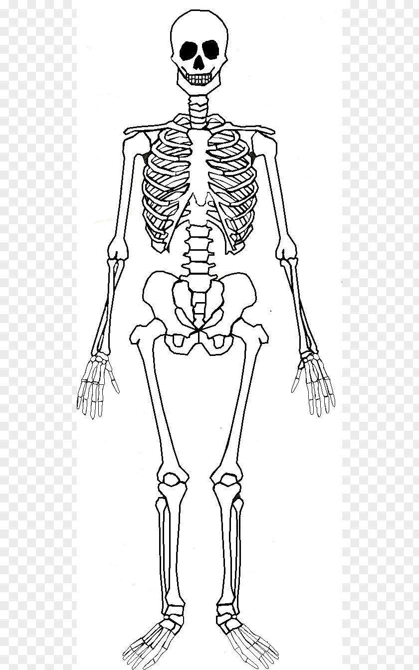 Human Skeleton Body Bone Anatomy PNG
