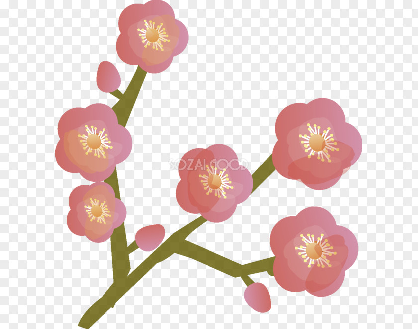 Plum Blossom Double-flowered Petal Drawing PNG