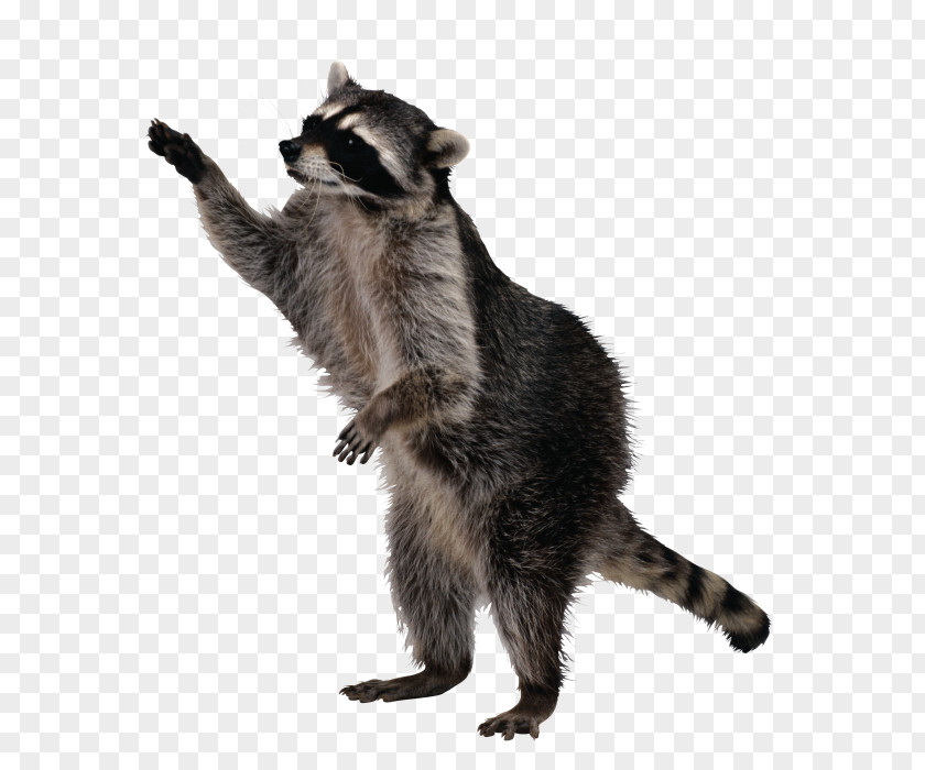 Raccoon Sly Cooper And The Thievius Raccoonus Life Expectancy Pest Control PNG