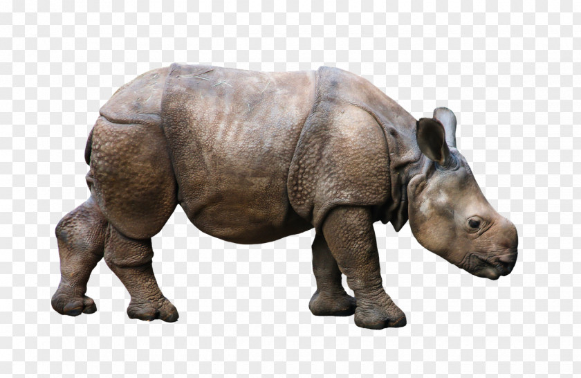 Rhino White Rhinoceros Antelope Horn Animal PNG