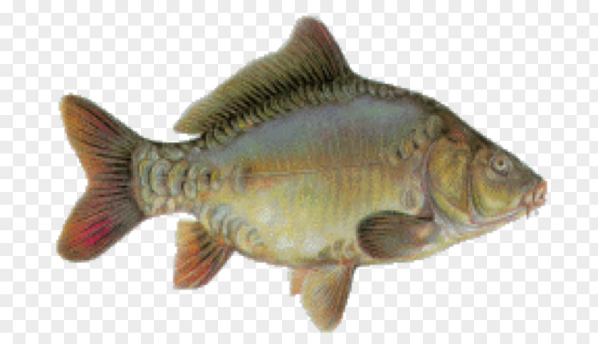Cyprinus Carpio Tilapia Mirror Carp Fish Perch Mouse Mats PNG