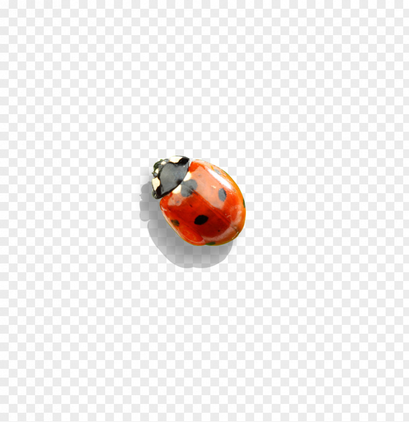 Ladybird Insect Material Body Piercing Jewellery Human Lady Bird PNG
