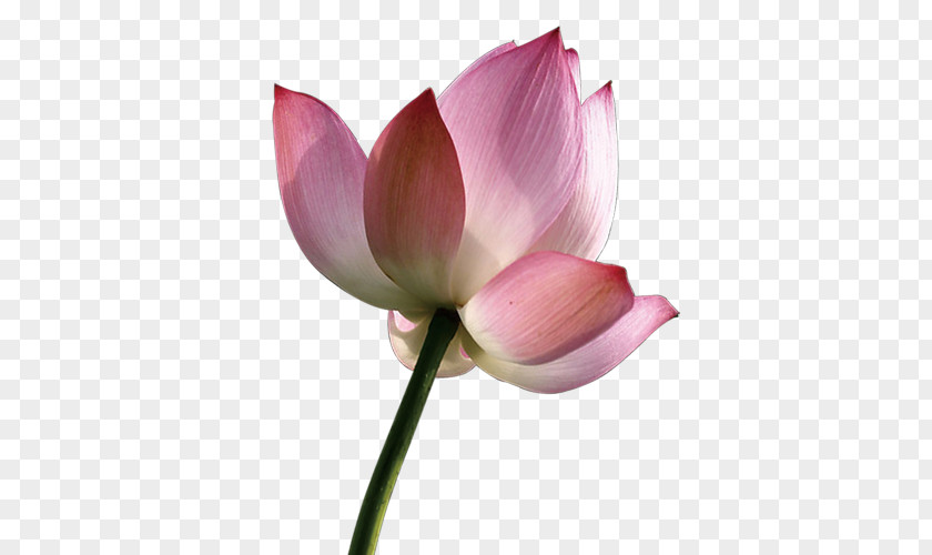 Lotus Download PNG