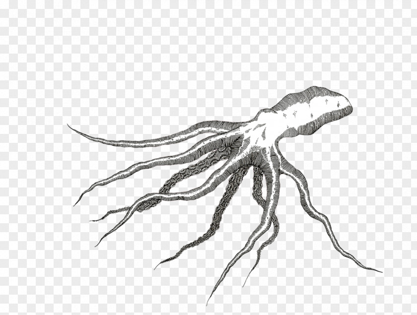 Octapus Scorpion Sketch Invertebrate Drawing High-definition Television PNG