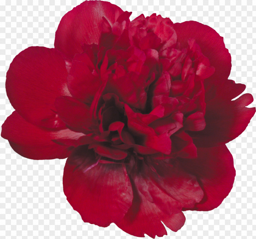Peony Flower Red Clip Art PNG
