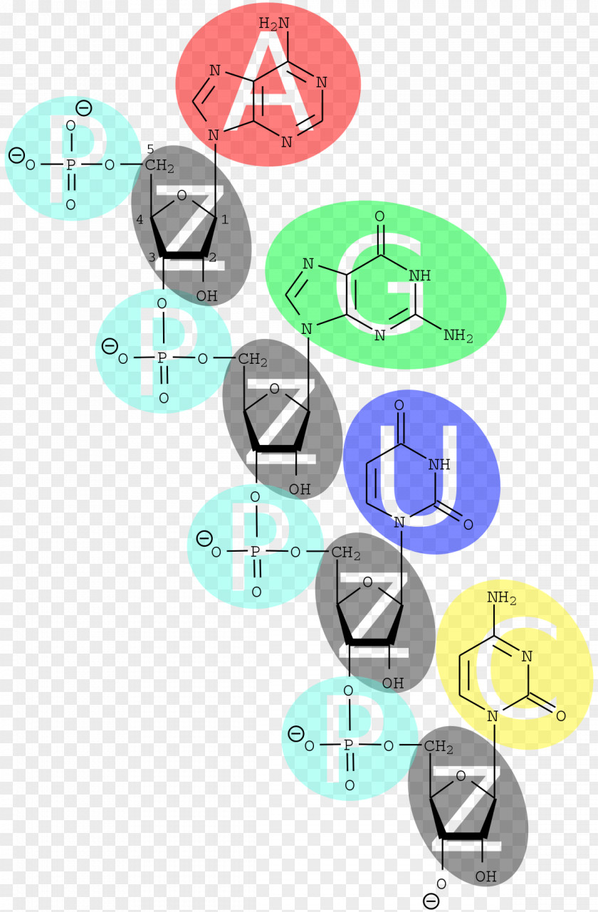 Nucleic Acid Metabolism DNA RNA Organism PNG