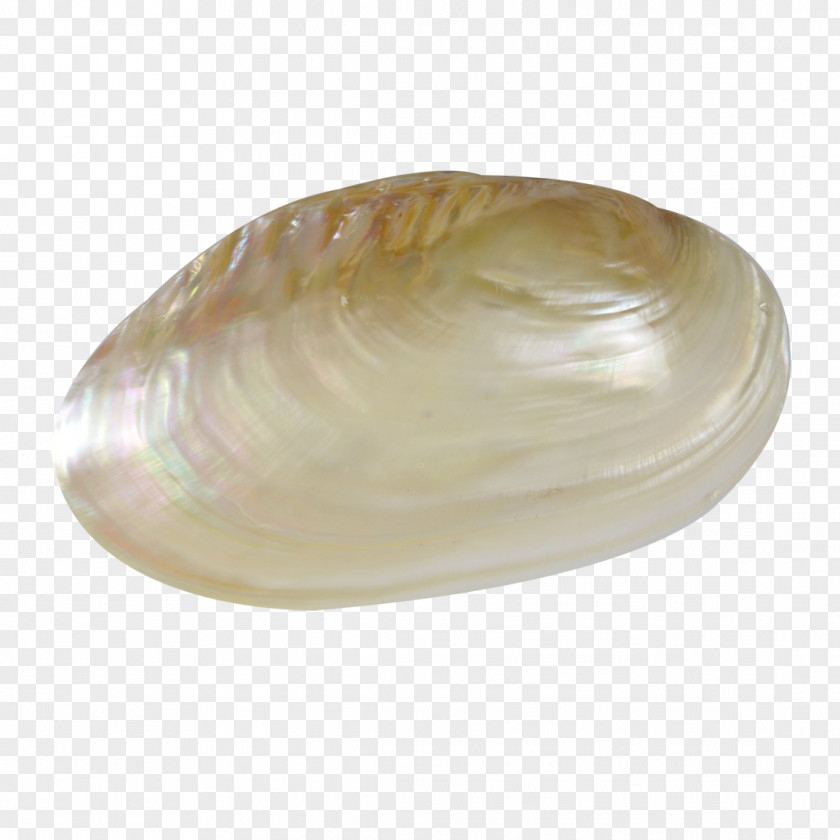 PEARL SHELL Clam Oyster Seashell Mussel Veneroida PNG