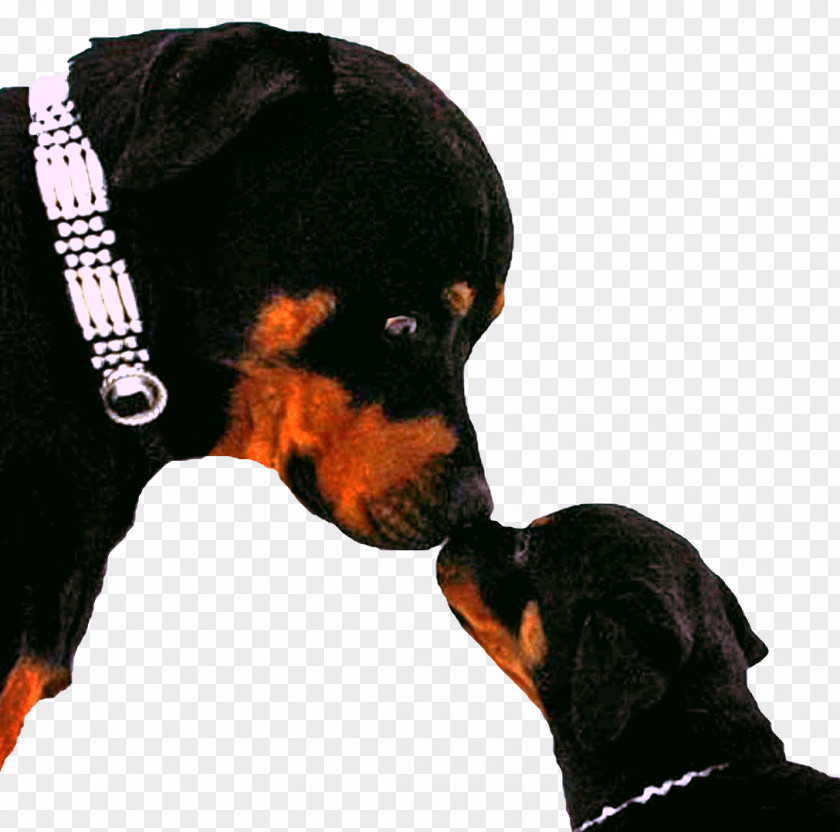 Puppy Black And Tan Coonhound Dog Breed Austrian Hound Rottweiler PNG