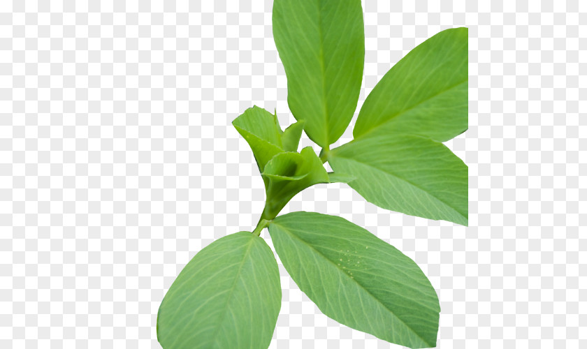 Soy Bean Seed Lemon Basil Herbalism Plant Stem Leaf PNG