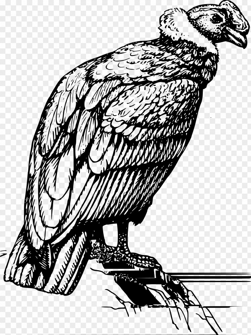 Totem Tattoo Condor Bird Clip Art PNG