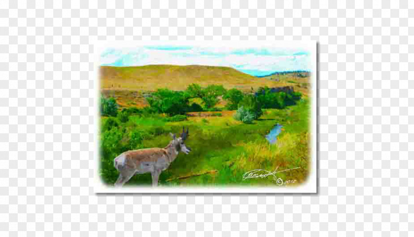 Watercolors Deer Fauna Ecosystem Flora Ecoregion PNG