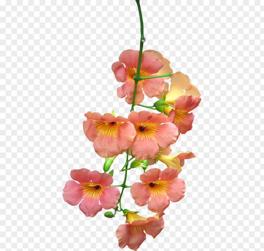 0 16 May Cut Flowers PNG