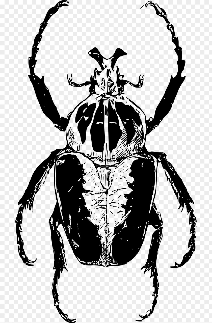 Beetle Atlas Goliathus Drawing Clip Art PNG