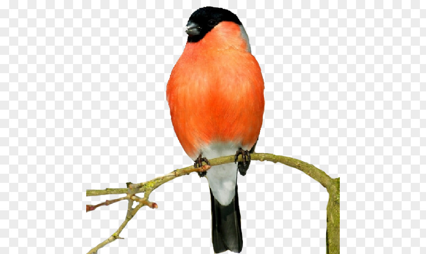 Bird Finches Atlantic Canary Animal PNG
