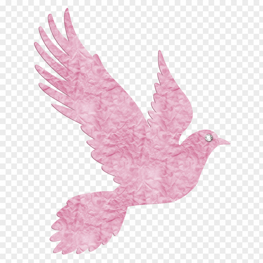 Bird Pigeons And Doves Vector Graphics Clip Art Illustration PNG