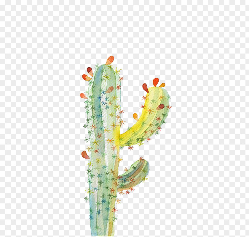 Cactus Cactaceae UGallery Watercolor Painting Drawing PNG