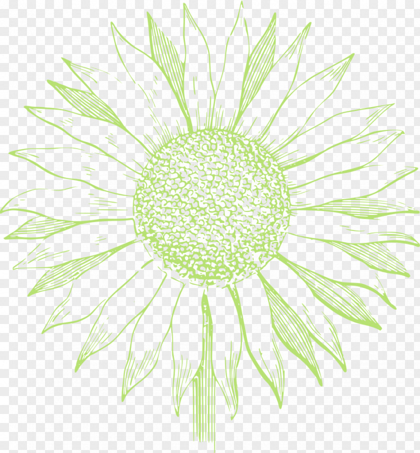 Flower Plant PNG