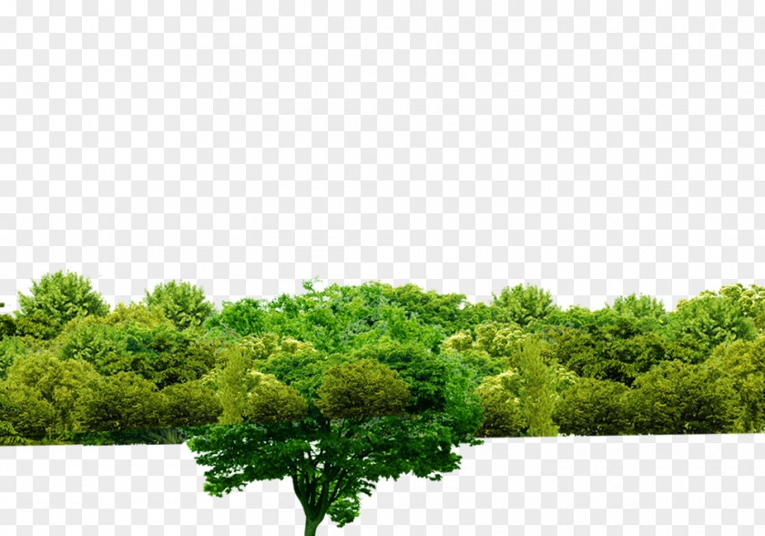 Forest Tree Shulin District Download PNG