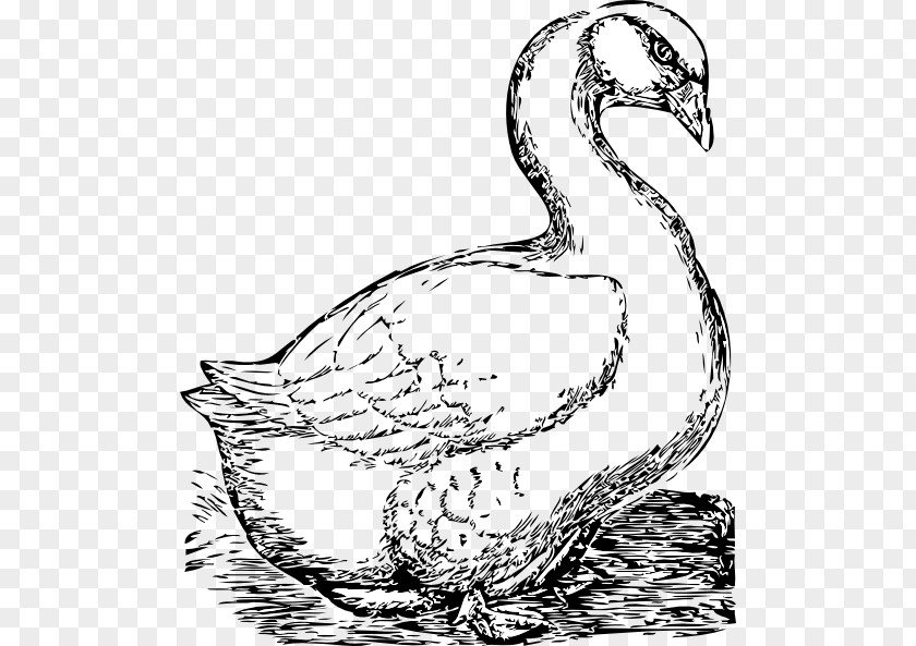 Goose Bird Drawing Clip Art PNG