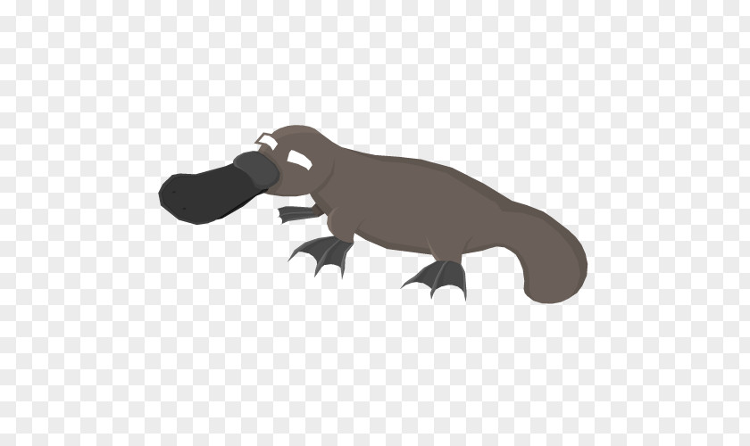 Platypuses Platypus Dog Mammal Animal Anthony Massingham PNG