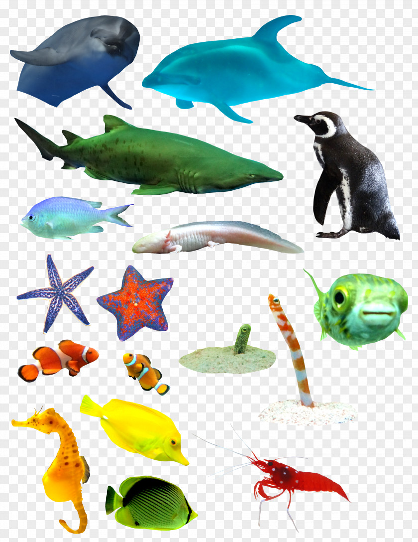 A Variety Of Sea Mammals And Fish Marine Biology Mammal PNG