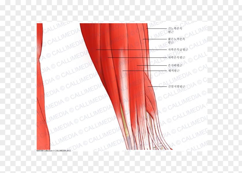 Arm Elbow Extensor Carpi Radialis Longus Muscle Forearm Brevis PNG