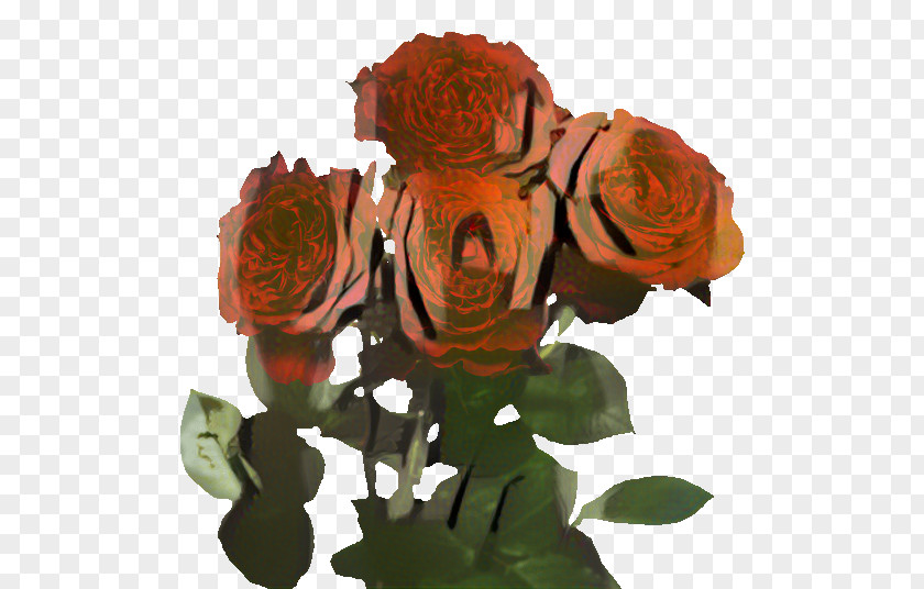 Garden Roses Cut Flowers Petal PNG