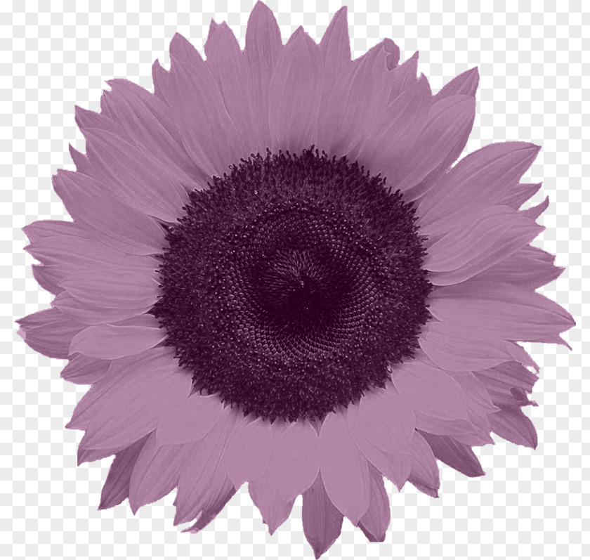 Purple Chrysanthemum Common Sunflower Food PNG