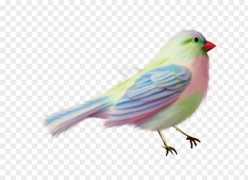 Feather Lovebird American Sparrows Parakeet Beak PNG