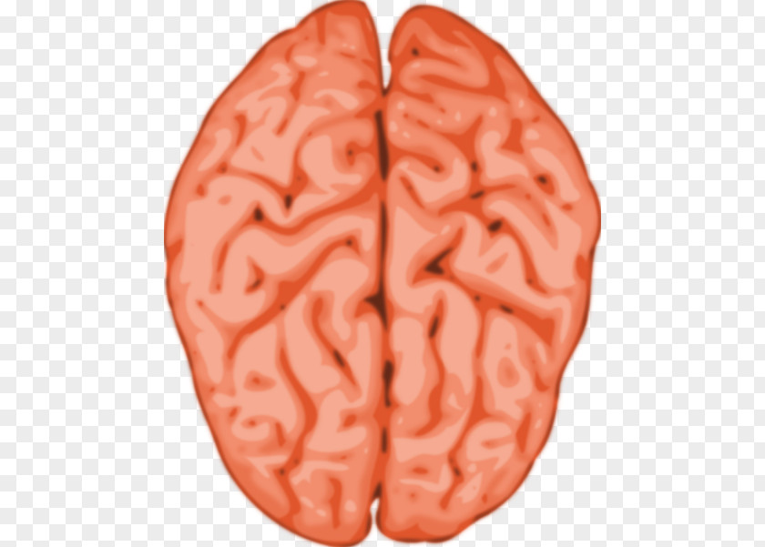 Human Anatomy Cliparts Brain Grey Matter Clip Art PNG