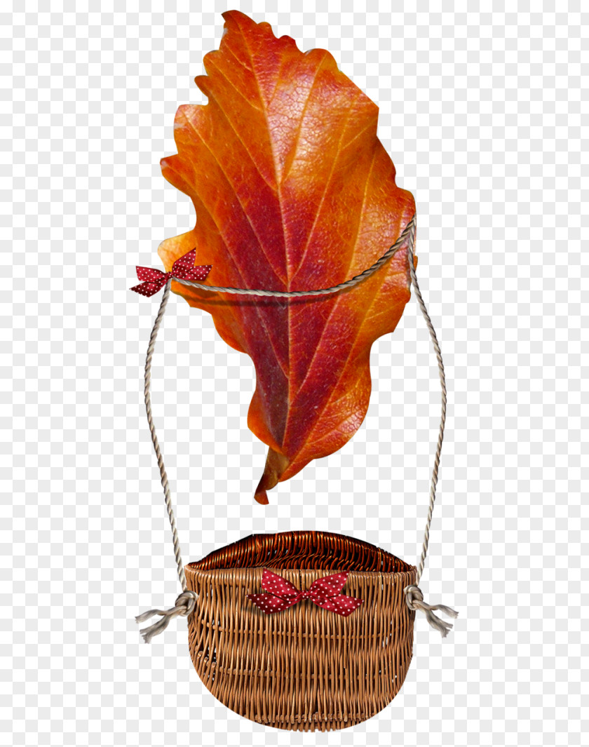 Leaf Autumn Deciduous Blog PNG