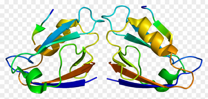 MAGI1 SYNPO PDZ Domain Membrane-associated Guanylate Kinase Protein PNG