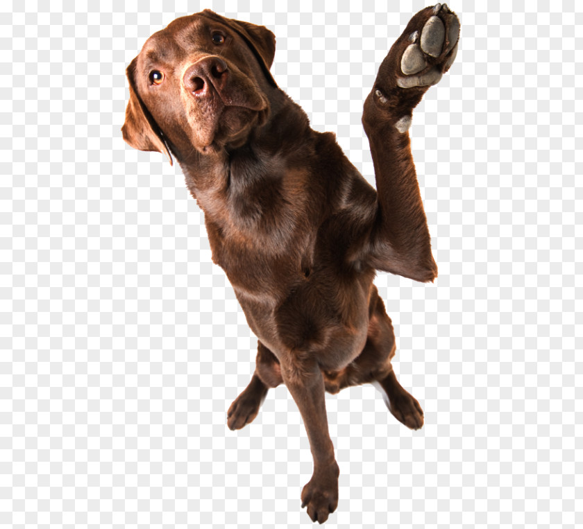Puppy Labrador Retriever Flat-Coated Boykin Spaniel Dog Breed PNG