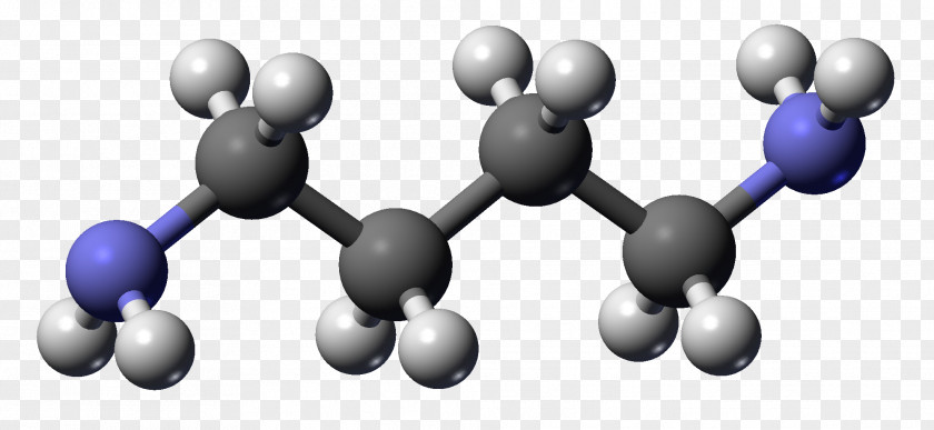 Putrescine Cadaverine Molecule Polyamine Chemical Compound PNG