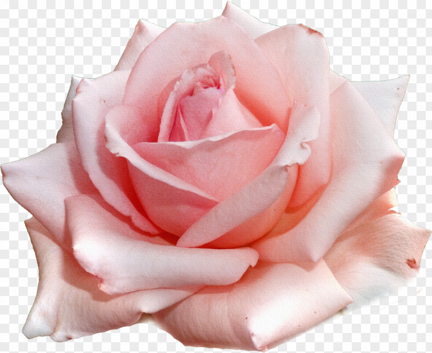 Roses Garden Pink Flower Clip Art PNG