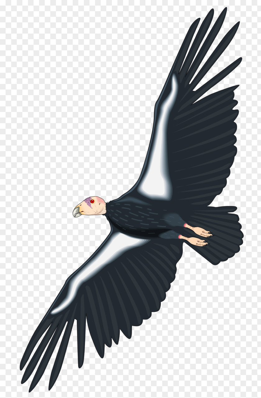 Eagle California Condor Royalty-free Clip Art PNG