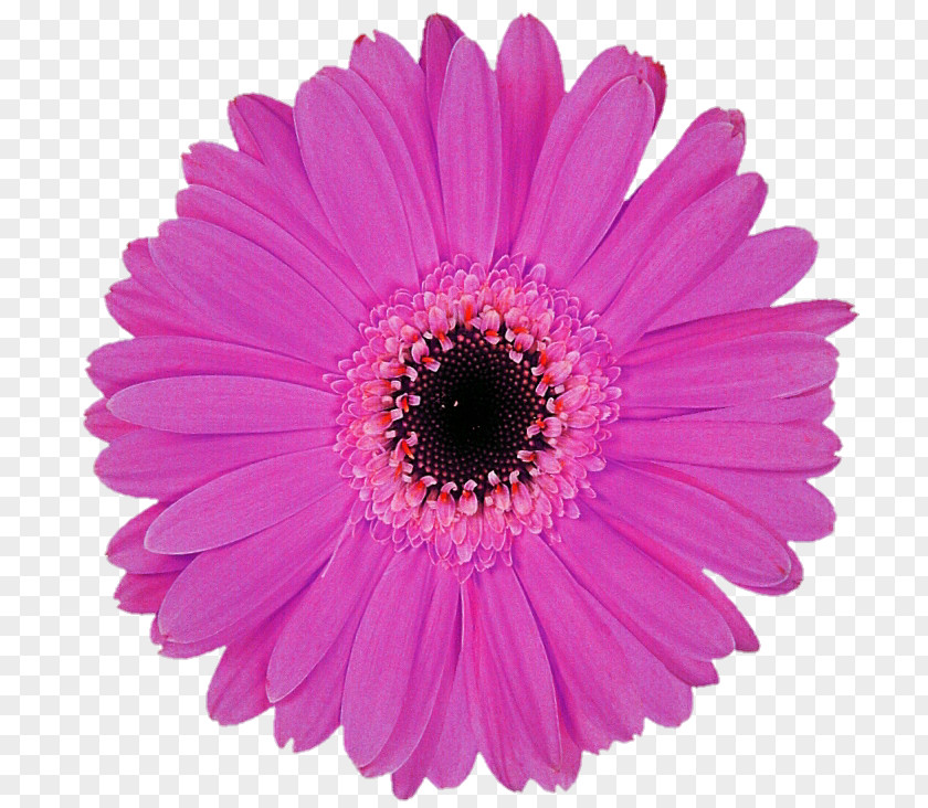 Gerbera Stock Photography Blanket Flowers Royalty-free PNG