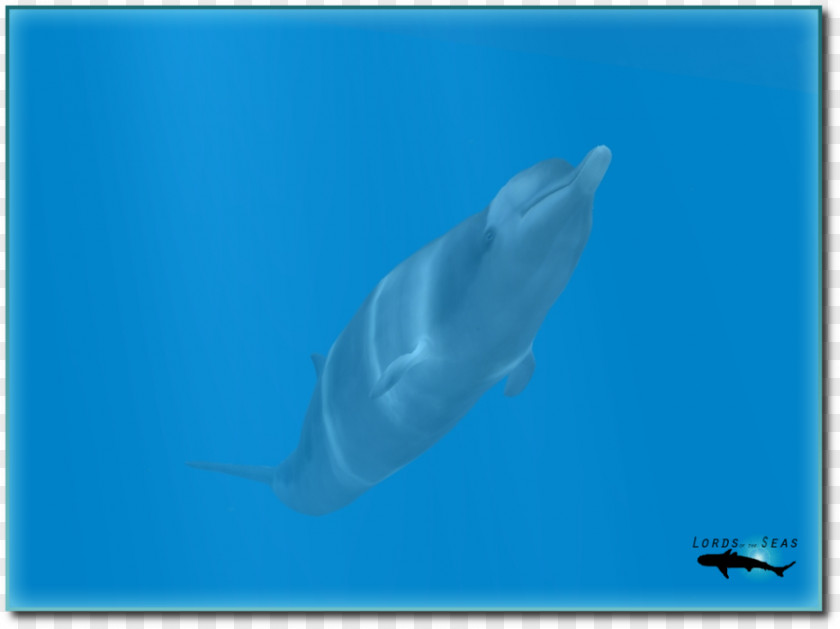 Hammerhead Shark Cartoon Common Bottlenose Dolphin Tucuxi Short-beaked Spinner PNG