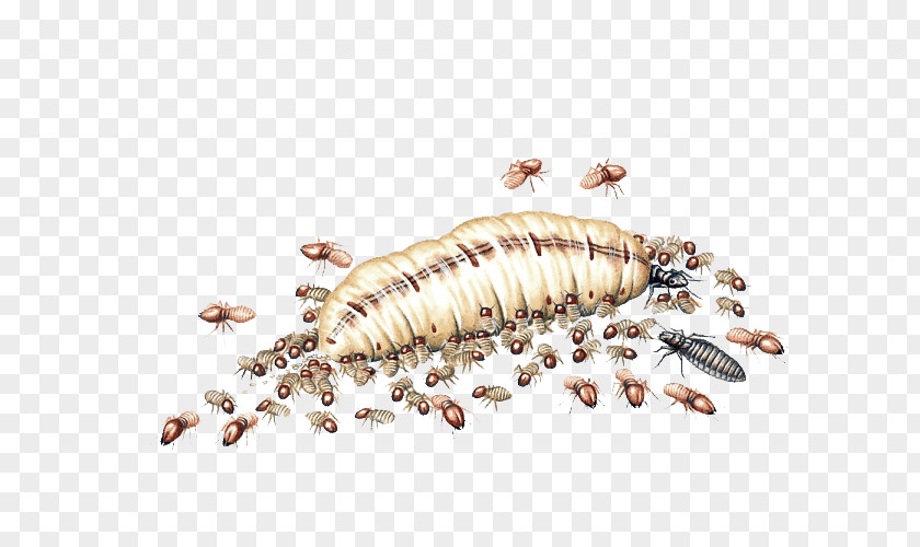 Insect Formosan Subterranean Termite Cockroach PNG