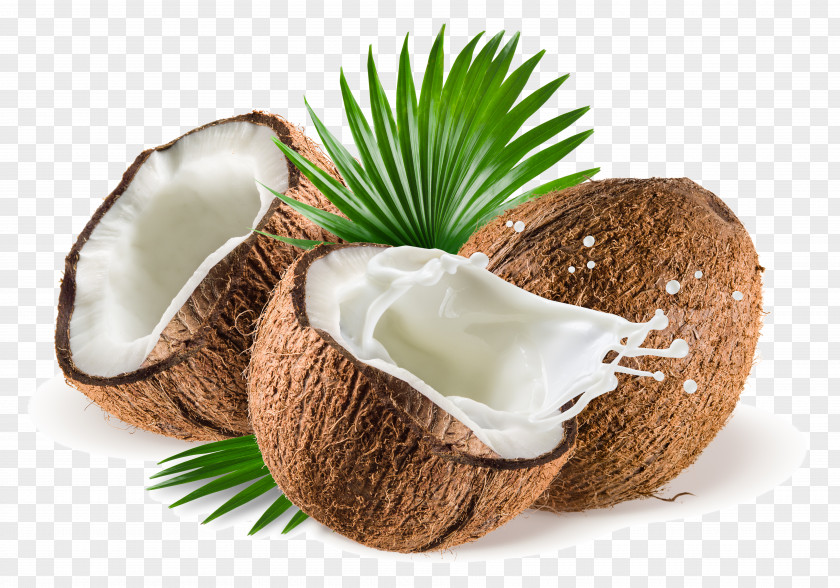 Palm Tree PNG