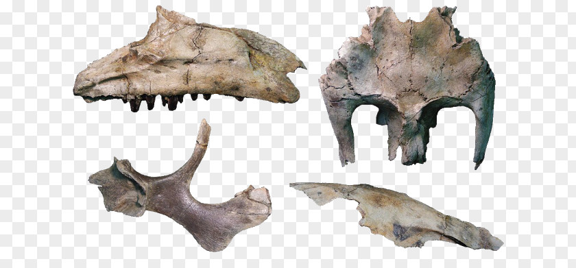 Skull Hadrosaurus Eotrachodon Siamodon Iguanodon PNG