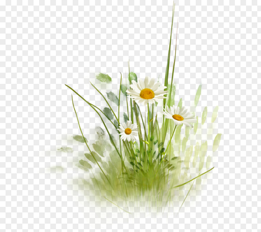 Watercolor Cute Flower Common Daisy Desktop Wallpaper Clip Art PNG