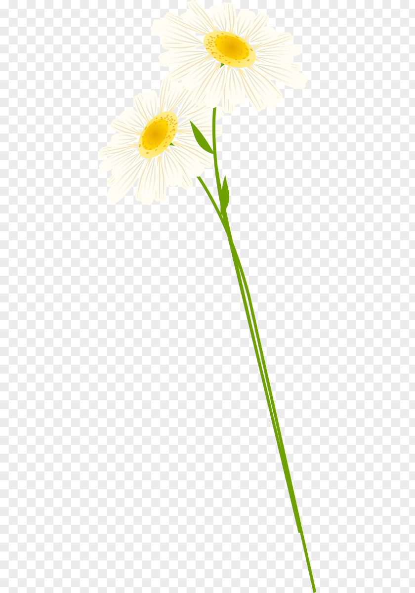 Dandelion Common Daisy Oxeye Transvaal Roman Chamomile Cut Flowers PNG