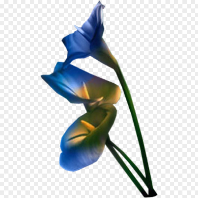 Flower PhotoFiltre PNG