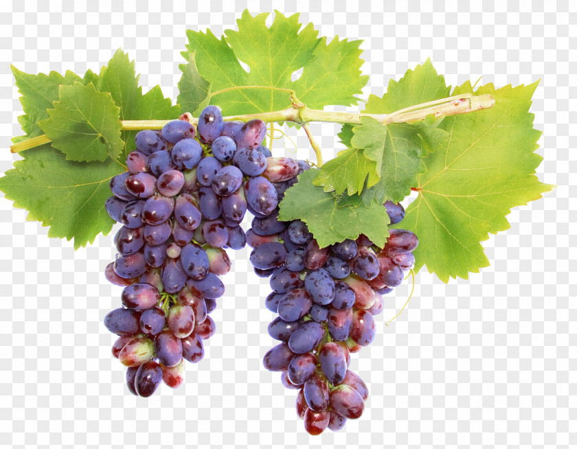 Grapes Cabernet Sauvignon Wine Grape Vine Raisin PNG