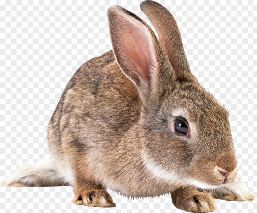 Gray Rabbit Image Domestic Hare Clip Art PNG